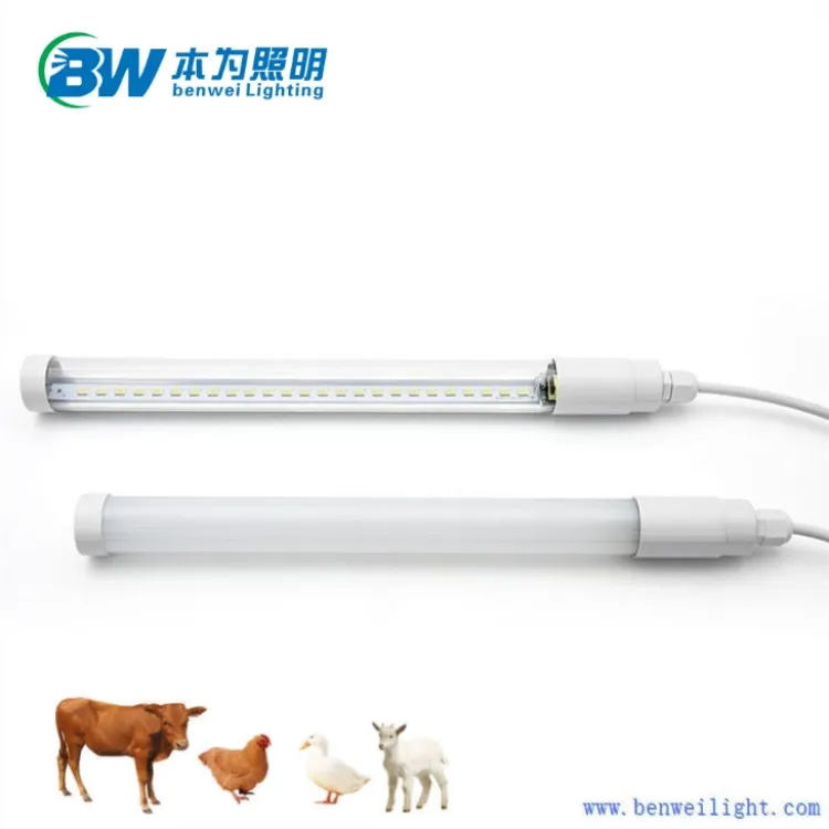 blue light for chickens