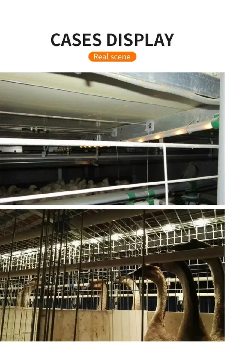 Poultry Light project