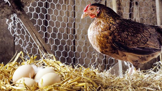 eggproducation1 eggproducation1