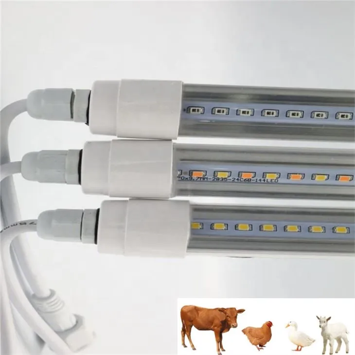 Infrared Lights For Chicks