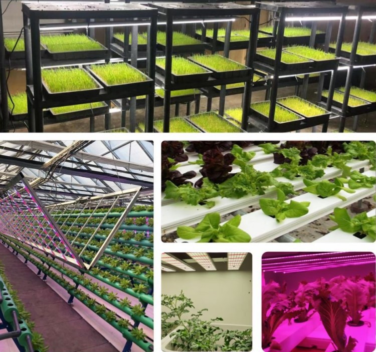 grow LED lights for seed starting grow LED lights for seed starting