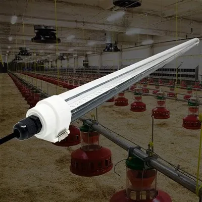 LED hønsehusbelysning for eggproduksjon